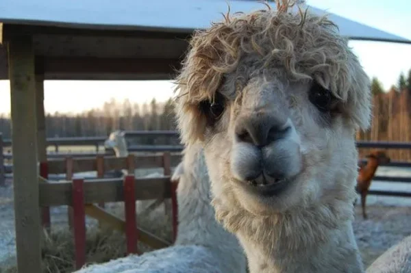 Alpaca History
