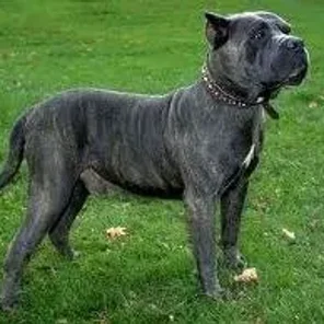 Perro de Presa Canario