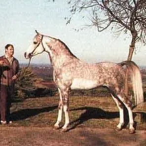Alha Edin
