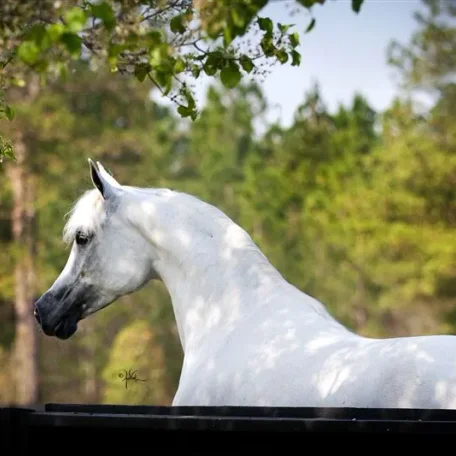 Missmarwan is in foal to SF Veraz for 2014!