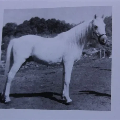Raseyf (Raseyn x Treyf) grey stallion, foaled December 6, 1939bred by W.K. Kellogg Institute
