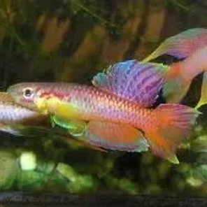 Killifish