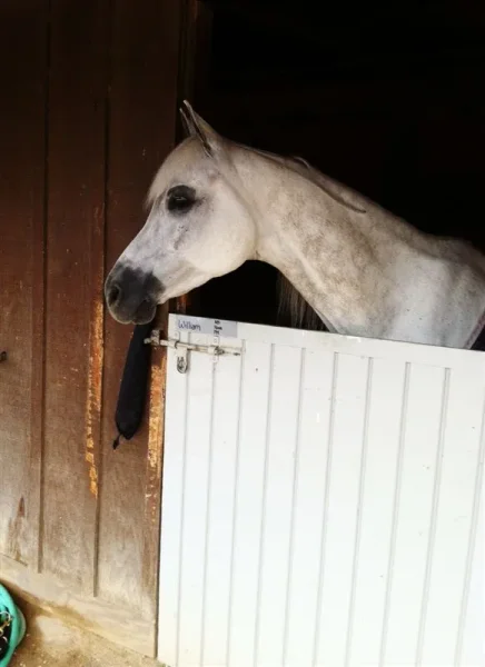 Region 2 All Arabian Horse Show 2012
