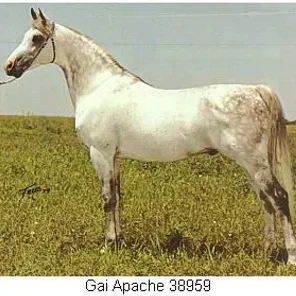 Gai-Apache