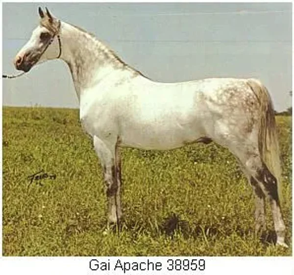 Gai-Apache