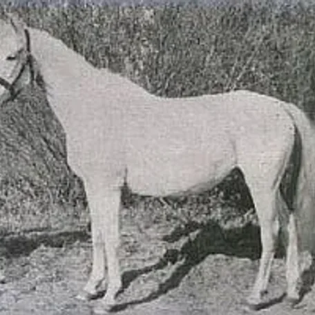 Elstera