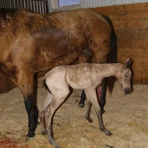 Anemia in Newborn Foals