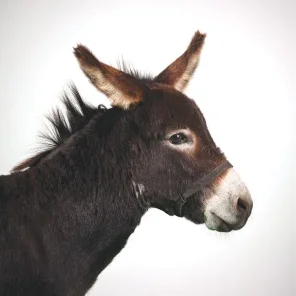 Which Donkey Kicks Ass?