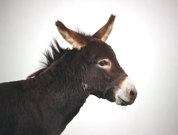Many flavors of Donkey