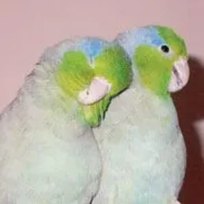 Parrotlet