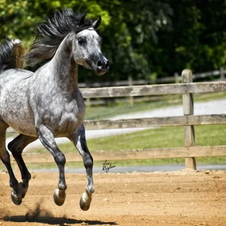 Bella Valentina FA is one of DA Valentino's most beautiful Daughters!
