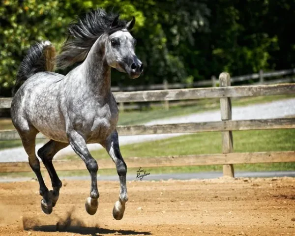 Bella Valentina FA is one of DA Valentino's most beautiful Daughters!