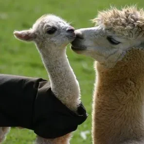 Why Llamas?