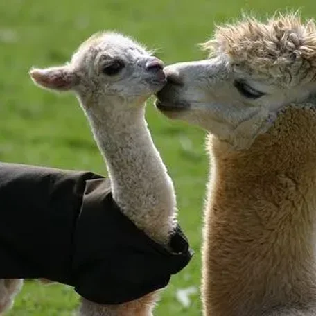 llama, suri