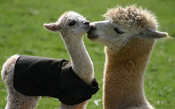 llama, suri