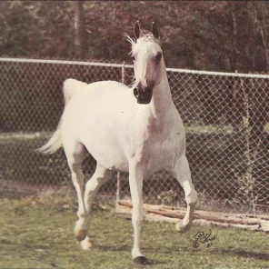 POMONA