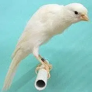 Belgian Fancy Canary