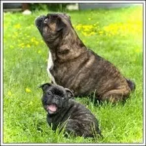 Bugg (Designer Dog)