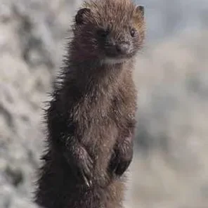 Mink