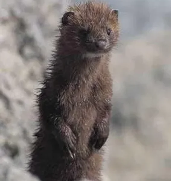 Mink