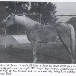 Apple Hill Aclsic