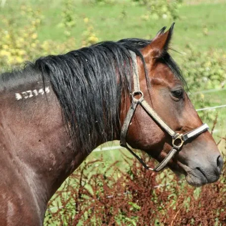 Markings on horses usually are distinctive white areas on an otherwise dark base coat color. Most horses have some markings, and they help to identify the horse as a unique individual.