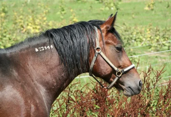 Markings on horses usually are distinctive white areas on an otherwise dark base coat color. Most horses have some markings, and they help to identify the horse as a unique individual.