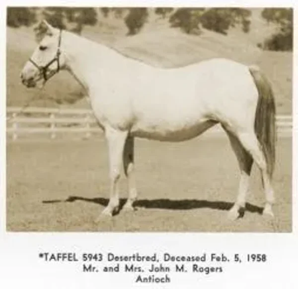 Taffel