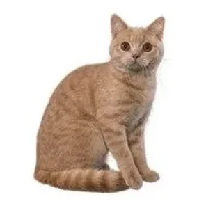 Calmest Cat Breeds