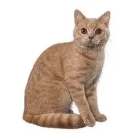 Calmest Cats