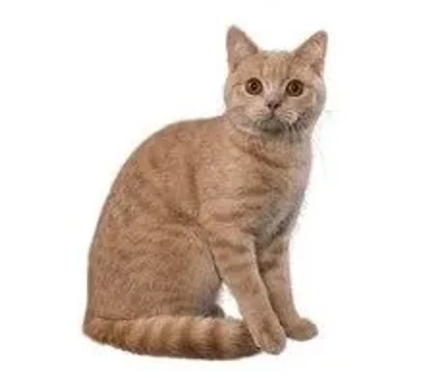 Calmest Cats