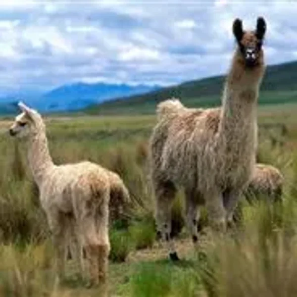 Llama