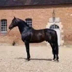 French Trotter