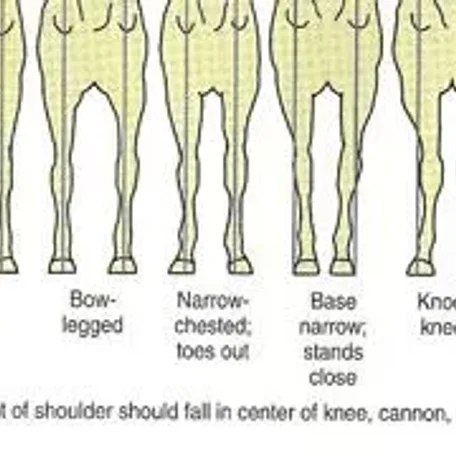 Horse conformation #conformation