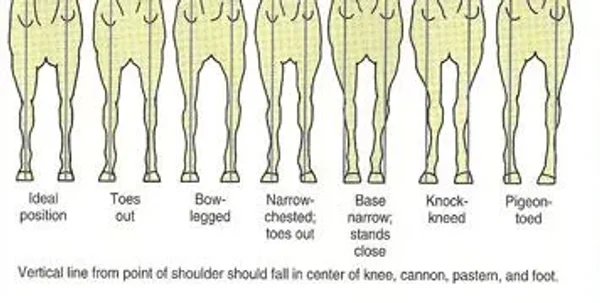 Horse conformation #conformation