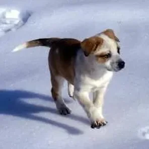 Texas Heeler (Designer Dog)