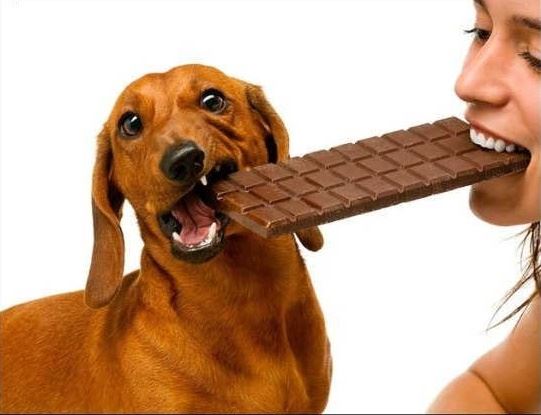 Keep pets safe on Easter: Hide the chocolate and count your eggs