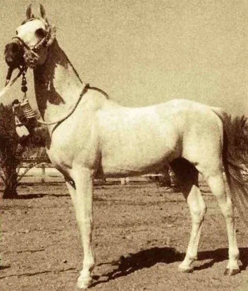SID ABOUHOM