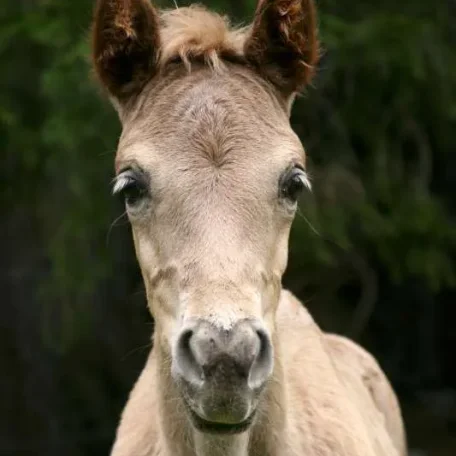Nova 1 month old