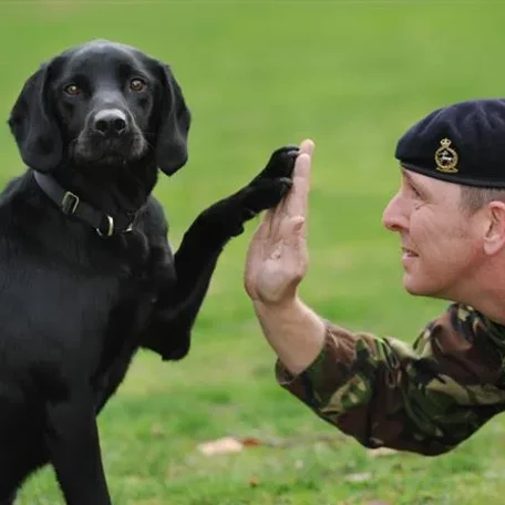 Army dog handler Sergeant David Heyhoe and army explosives search dog Treo, from 104 Military Working Dogs, during a photocall in London to launch this years DFS Crufts 2010 dog show at Birmingham's NEC centre, running between the 11th and 14th of March.