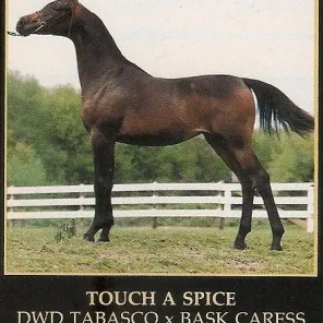 TOUCH A SPICE