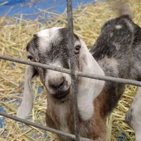 Nubian or Anglo-Nubian Goats