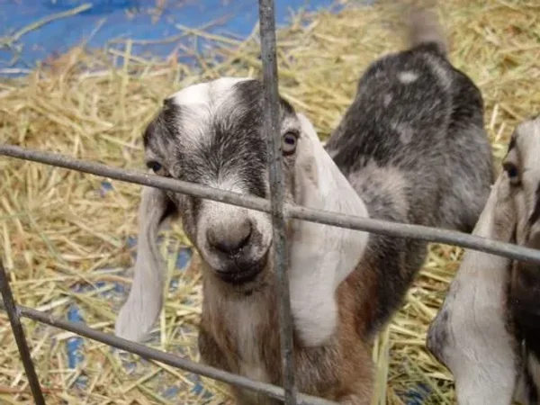 Nubian or Anglo-Nubian Goats