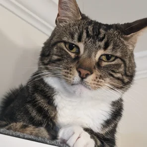 Moogle