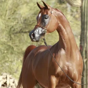 Bay Oaks Psyignet