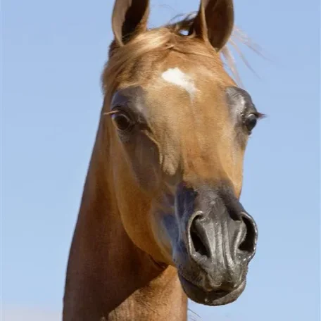 Luxemere Tulio ( Trussardi x LM Magnified )