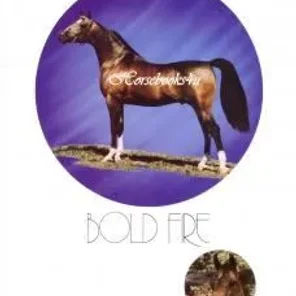 Bold Fire