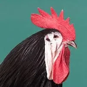 White-Faced Black Spanish