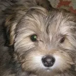Schapso (Designer Dog)