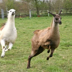 Why Llamas?